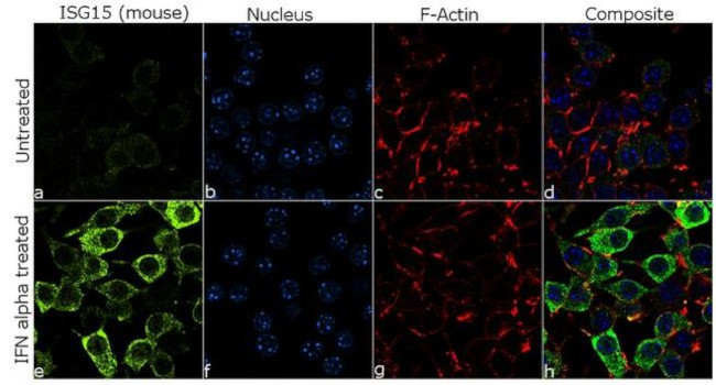 ISG15 Antibody in Immunocytochemistry (ICC/IF)