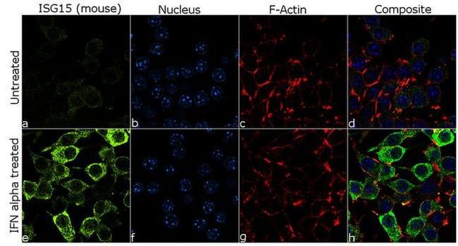 ISG15 Antibody