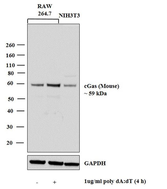cGAS Antibody in Western Blot (WB)