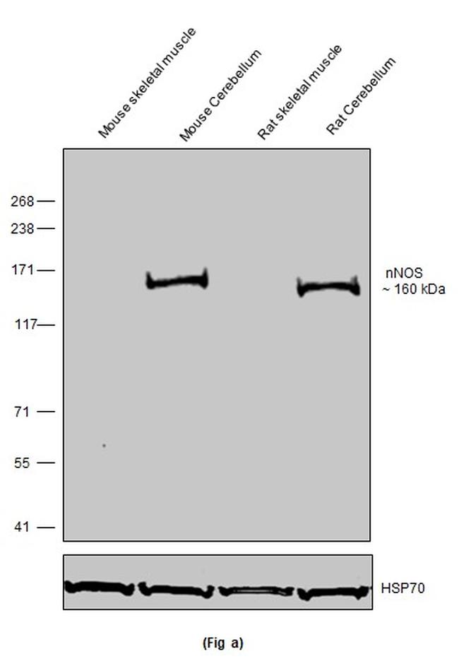 nNOS Antibody in Western Blot (WB)