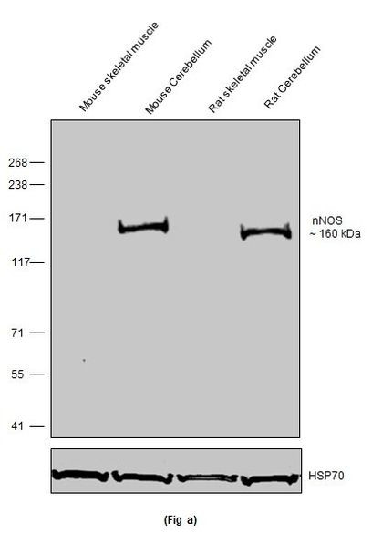 nNOS Antibody