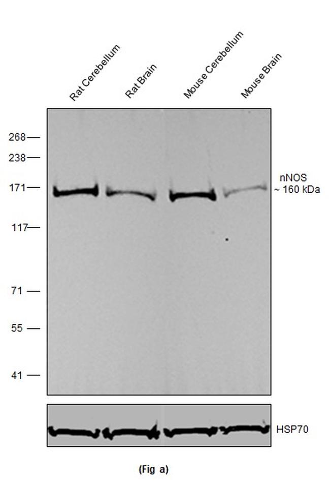 nNOS Antibody in Western Blot (WB)