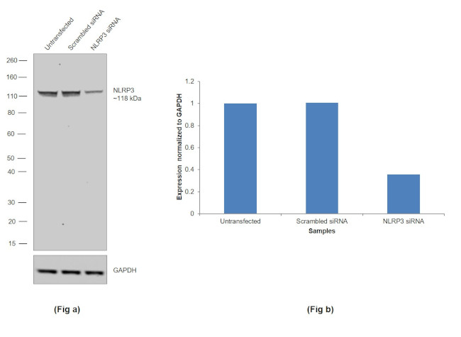 NLRP3 Antibody