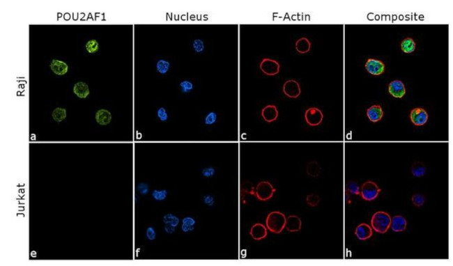 BOB-1 Antibody in Immunocytochemistry (ICC/IF)