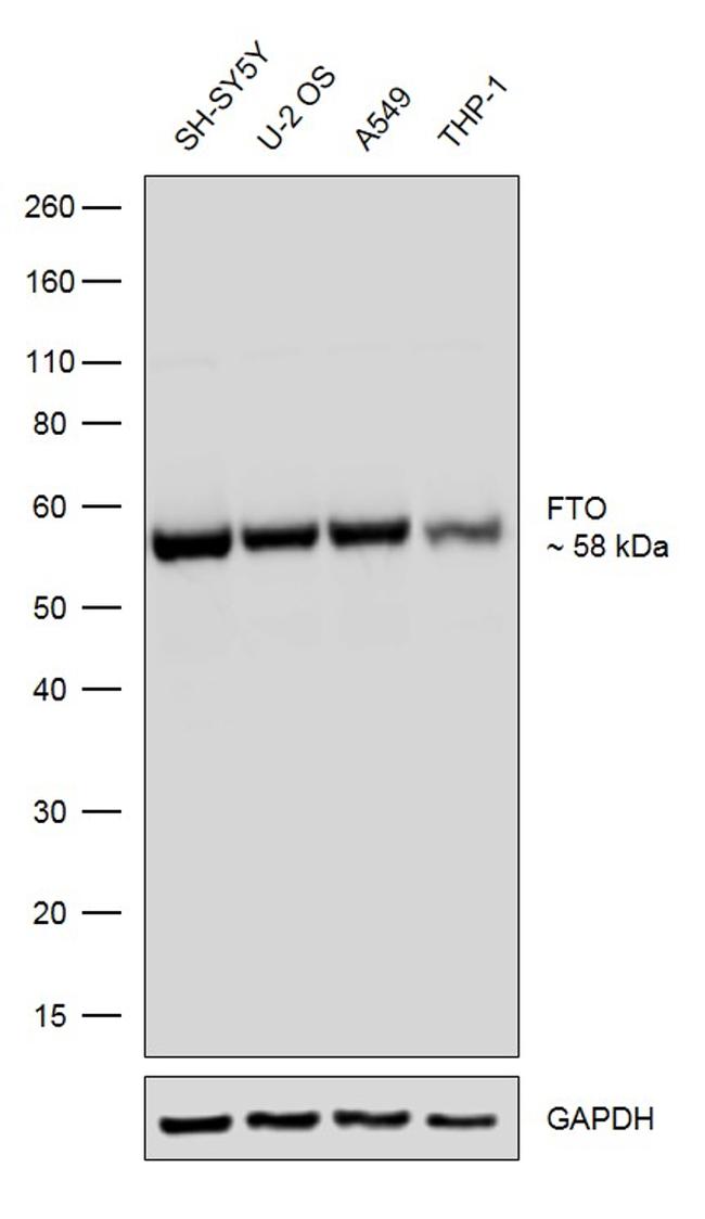 FTO Antibody in Western Blot (WB)