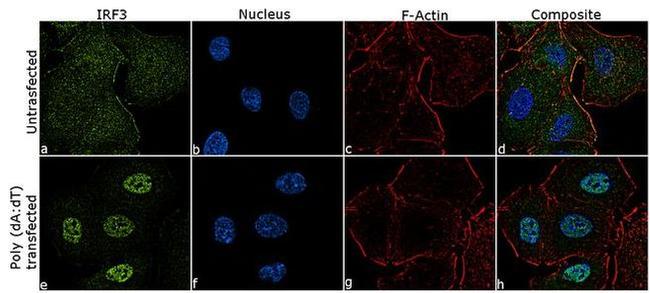 IRF3 Antibody