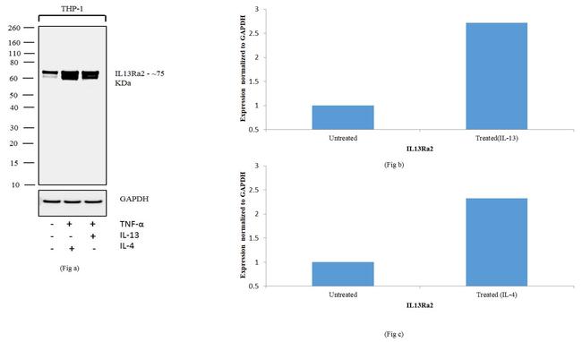 IL13RA2 Antibody in Western Blot (WB)