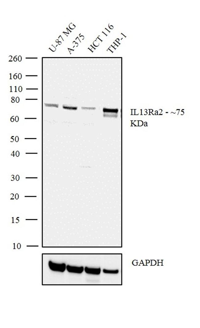 IL13RA2 Antibody in Western Blot (WB)