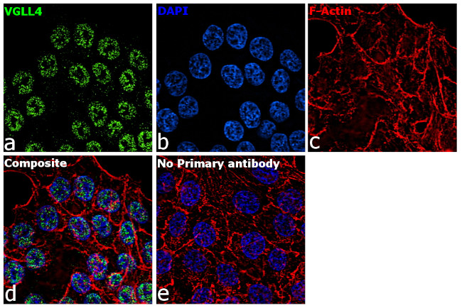 VGLL4 Antibody in Immunocytochemistry (ICC/IF)