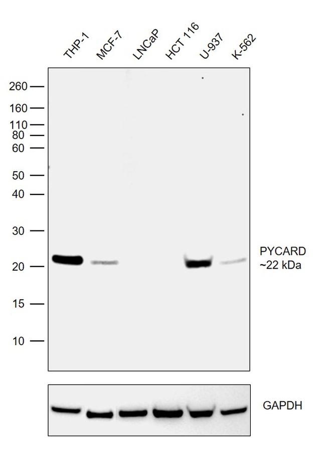 PYCARD Antibody in Western Blot (WB)