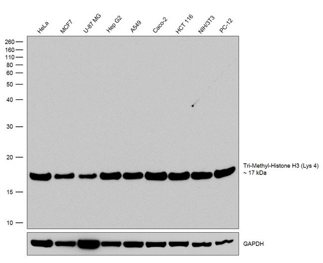 H3K4me3 Antibody in Western Blot (WB)