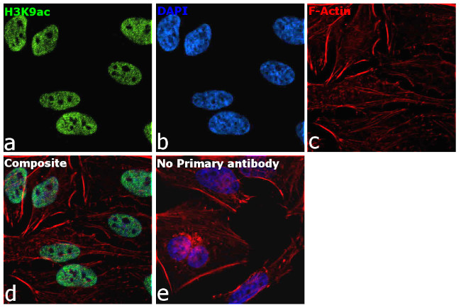 H3K9ac Antibody in Immunocytochemistry (ICC/IF)