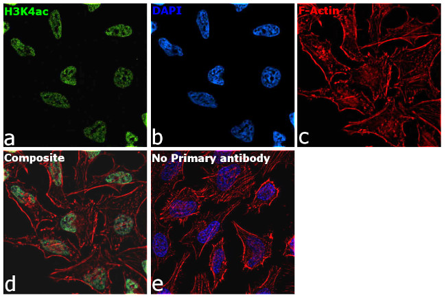 H3K4ac Antibody in Immunocytochemistry (ICC/IF)