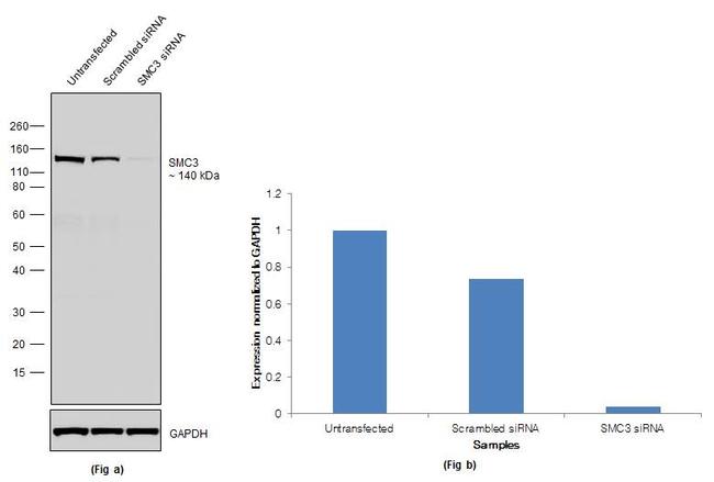 SMC3 Antibody in Western Blot (WB)