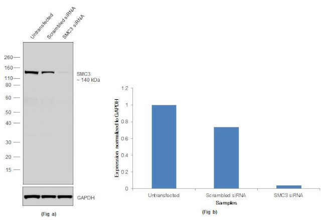 SMC3 Antibody