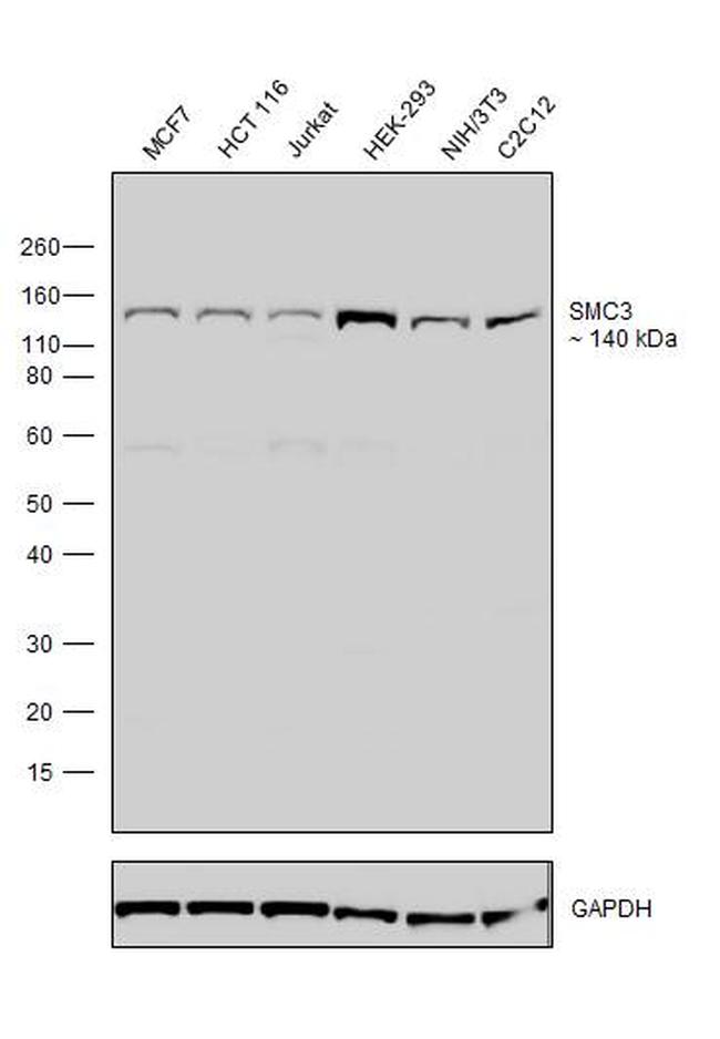 SMC3 Antibody in Western Blot (WB)