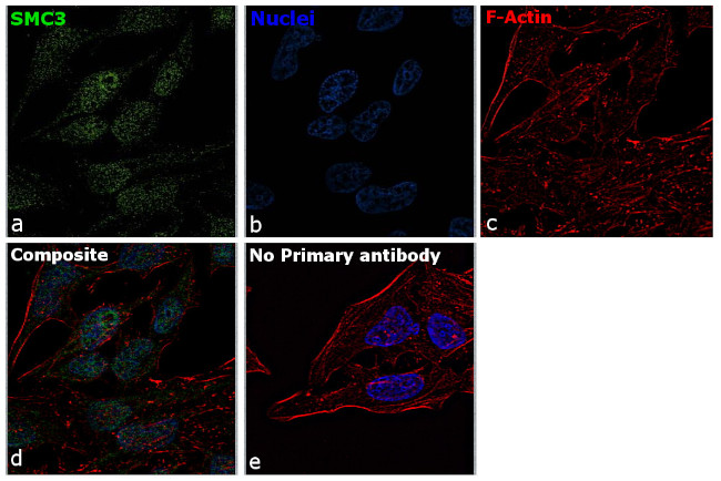 SMC3 Antibody in Immunocytochemistry (ICC/IF)