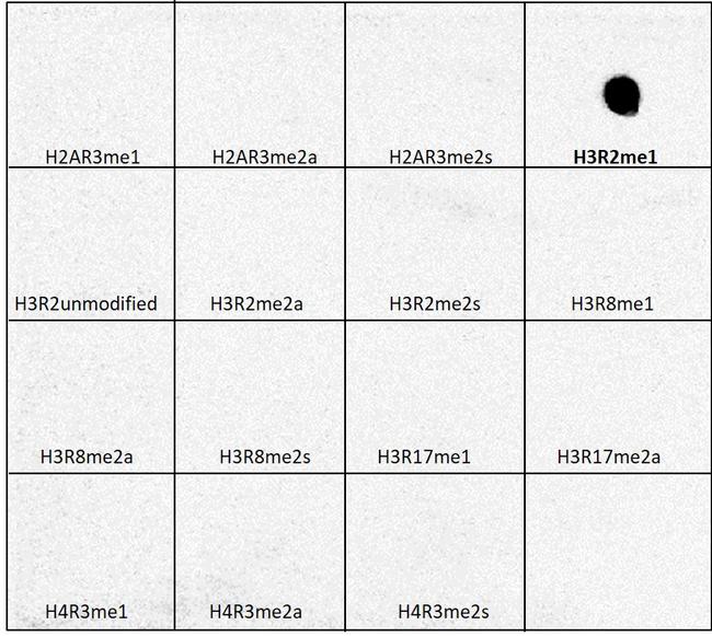 H3R2me1 Antibody in Dot Blot (DB)