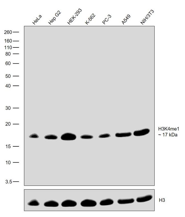 H3K4me1 Antibody in Western Blot (WB)