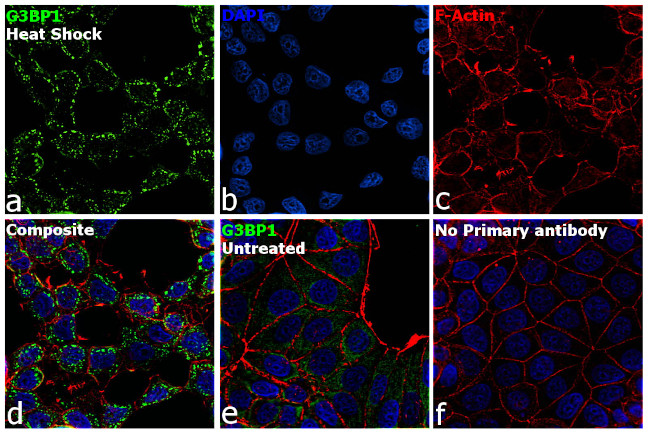 G3BP1 Antibody in Immunocytochemistry (ICC/IF)