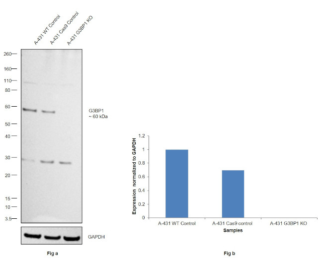 G3BP1 Antibody