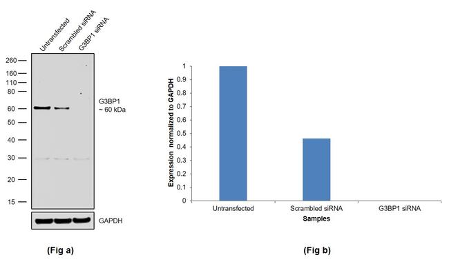 G3BP1 Antibody in Western Blot (WB)