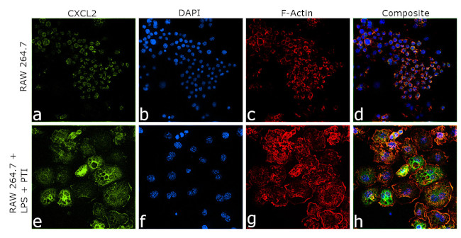 CXCL2 Antibody in Immunocytochemistry (ICC/IF)