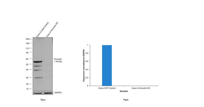 Occludin Antibody in Western Blot (WB)