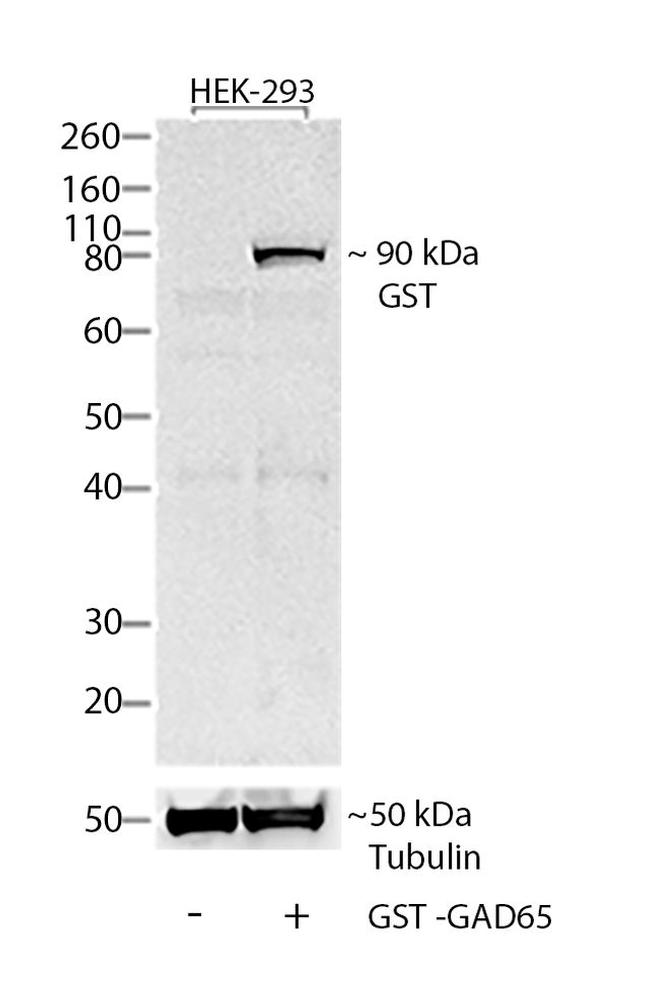 GST Tag Antibody in Western Blot (WB)