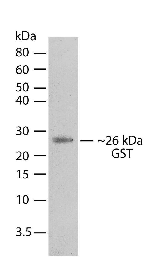 GST Tag Antibody in Western Blot (WB)