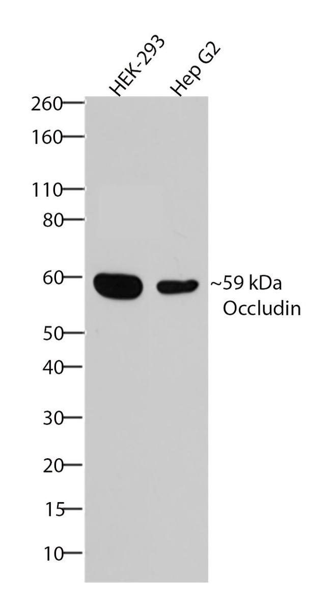 Occludin Antibody in Western Blot (WB)