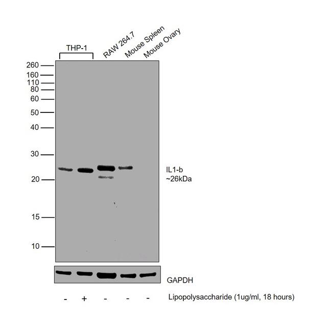 IL-1 beta Antibody in Western Blot (WB)