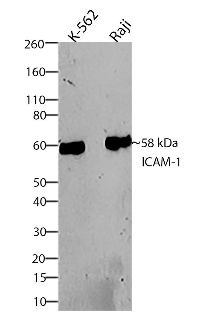 ICAM-1 Antibody in Western Blot (WB)