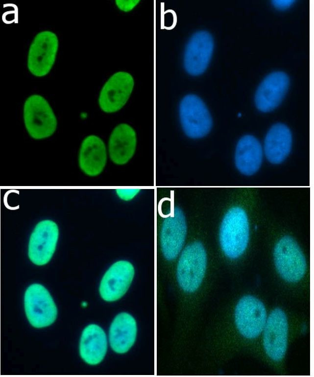 Phospho-Histone H3 (Ser10) Antibody in Immunocytochemistry (ICC/IF)