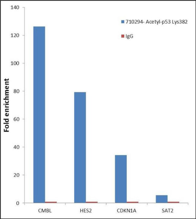 Acetyl-p53 (Lys382) Antibody