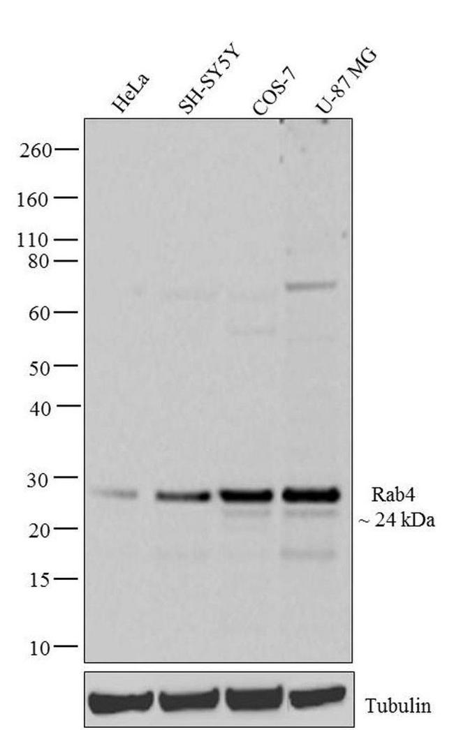 Rab4 Antibody in Western Blot (WB)