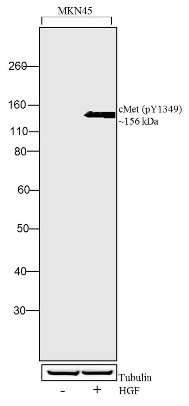 Phospho-c-Met (Tyr1349) Antibody in Western Blot (WB)