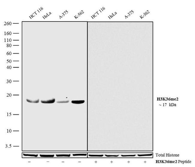 H3K36me2 Antibody in Western Blot (WB)