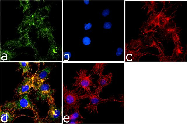 WNT4 Antibody in Immunocytochemistry (ICC/IF)