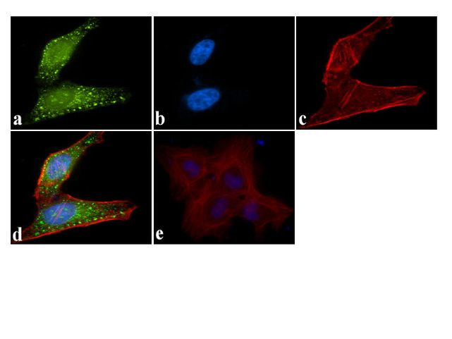 ATG4B Antibody in Immunocytochemistry (ICC/IF)