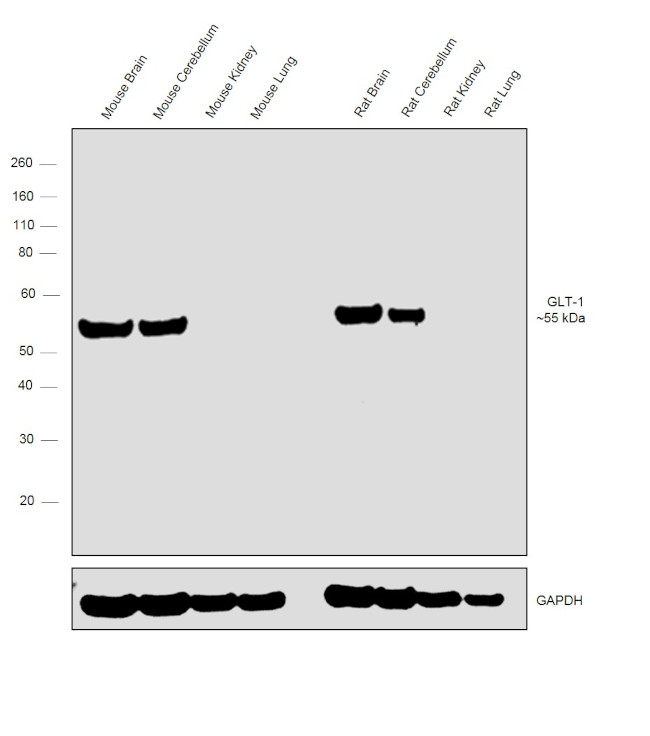 GLT-1 Antibody