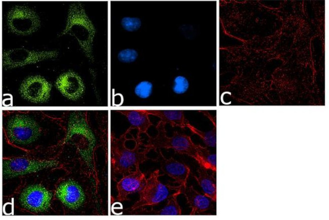 FASN Antibody in Immunocytochemistry (ICC/IF)