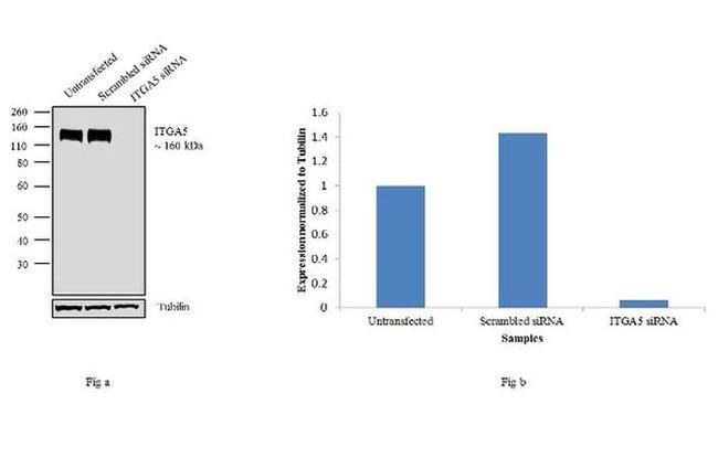 ITGA5 Antibody in Western Blot (WB)