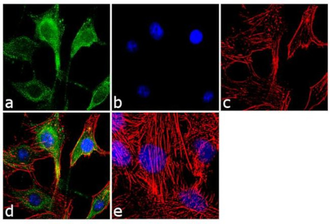 AKT Pan Antibody in Immunocytochemistry (ICC/IF)