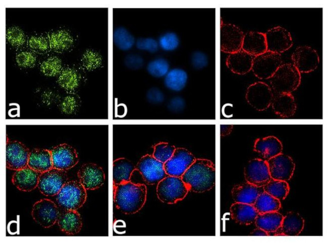 IRF8 Antibody in Immunocytochemistry (ICC/IF)