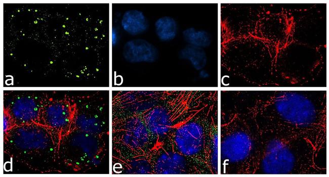 FXR1 Antibody