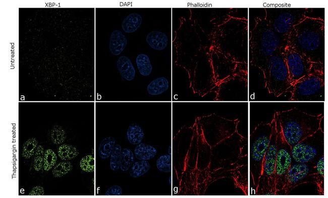 XBP1 Antibody