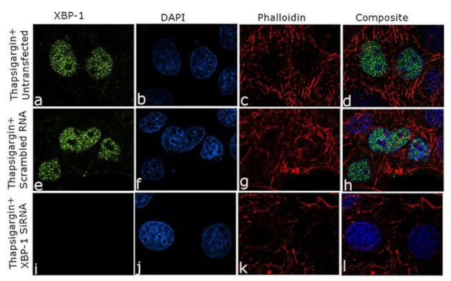 XBP1 Antibody