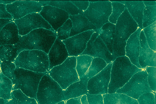 Occludin Antibody in Immunocytochemistry (ICC/IF)