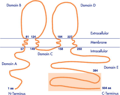 Occludin Antibody